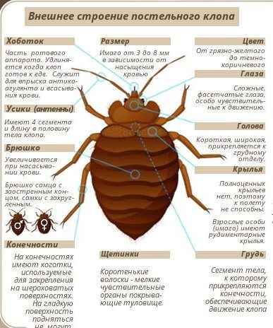 На фото описано строение постельных клопов